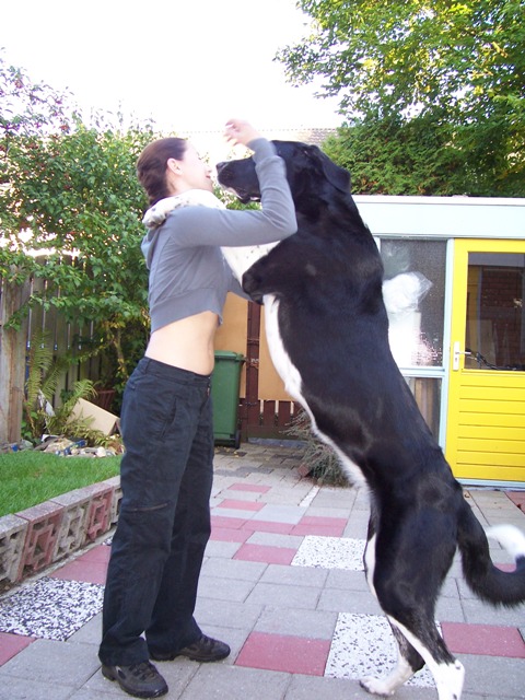 Hond-01.jpg