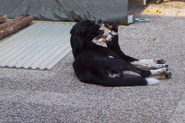 Hond-02.jpg