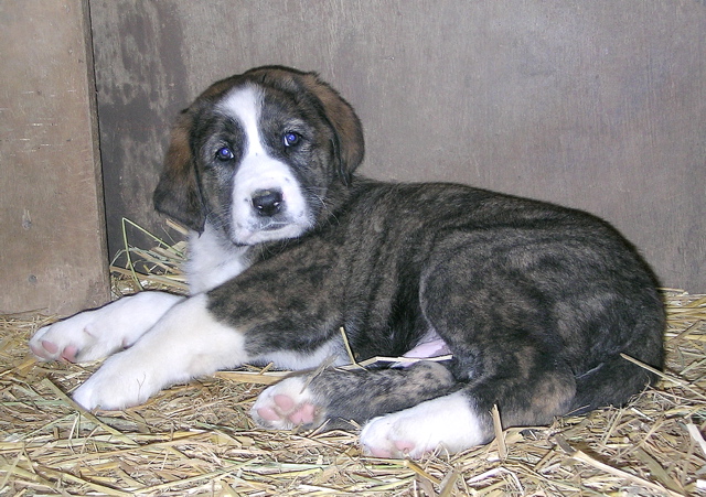 Hond-03.jpg