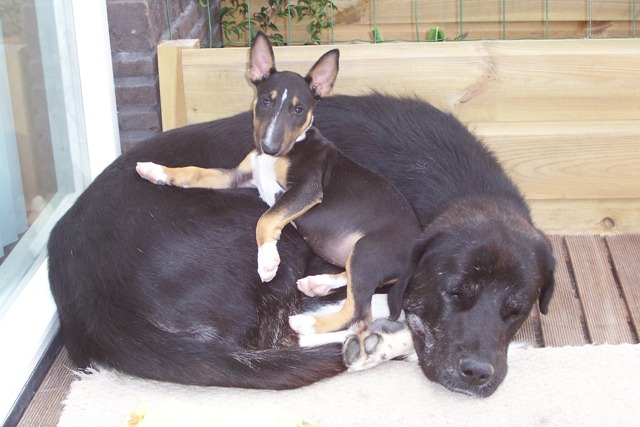 Hond-04.jpg